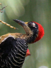 black-cheeked woodpecker