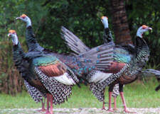 ocellated turkeys