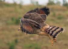 roadside hawk