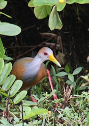 grey-necked wood rail