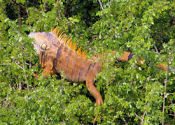 iguanas