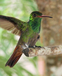 rufous-tailed humingbird