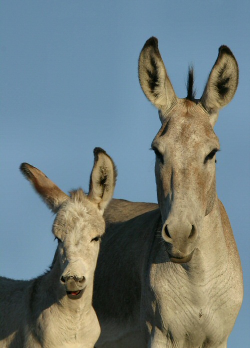 burros