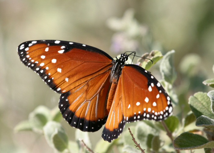 Arizona Butterflies