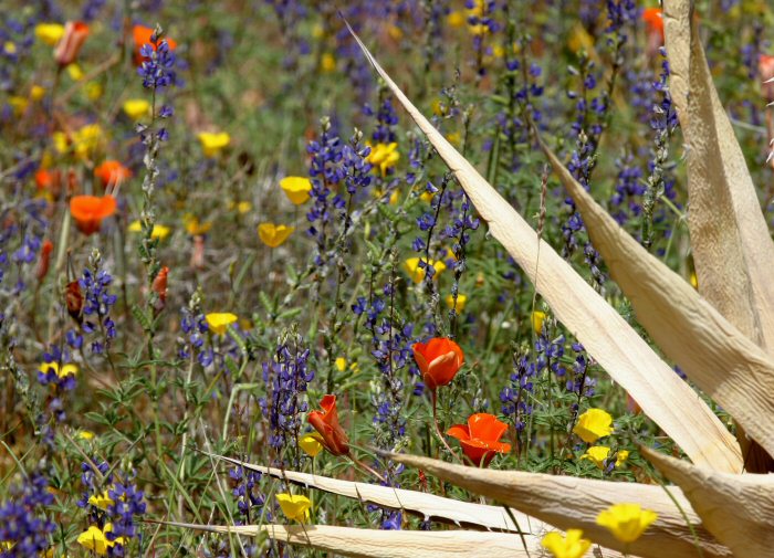 safe to use acyclovir during pregnancy