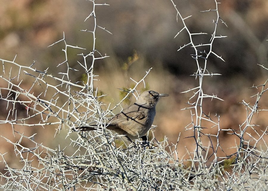 Bendire's Thrasher