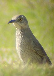 Bendire's Thrasher