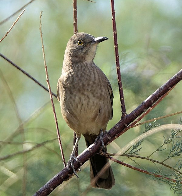 Bendire's Thrasher