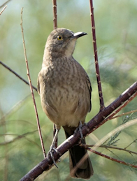 Bendire's Thrasher