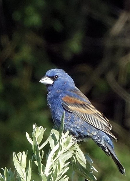 Blue Grosbeak