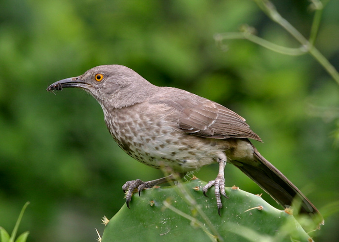 Curve-billed Thrasher