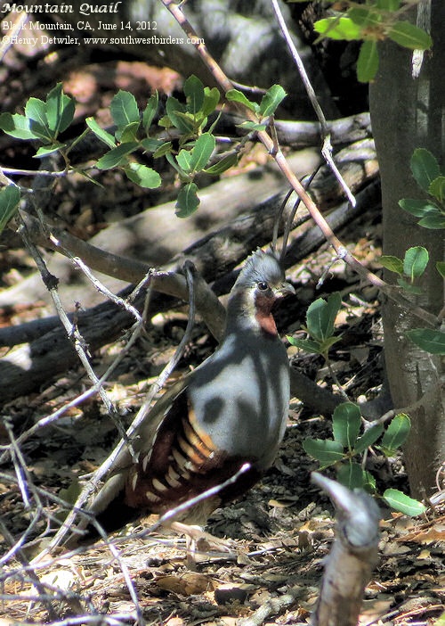 Mountain Quail