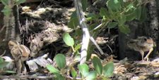 Mountain Quail