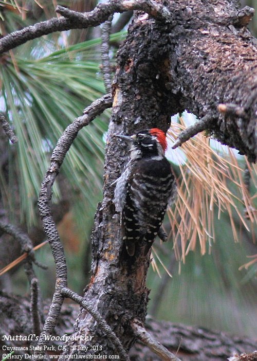 Nuttall's Woodpecker