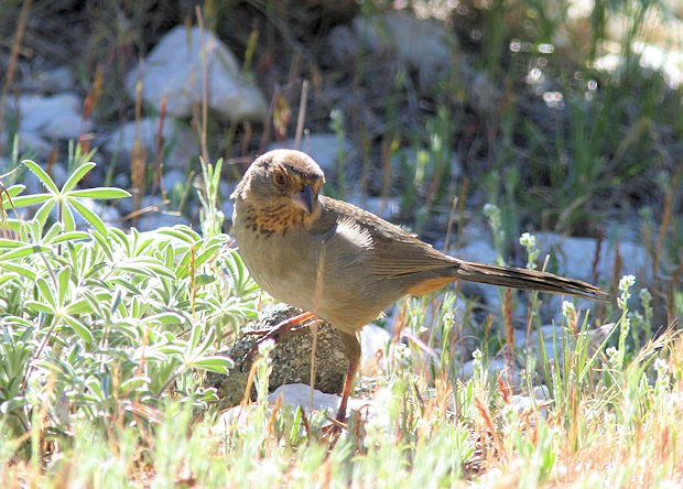 California Towhee