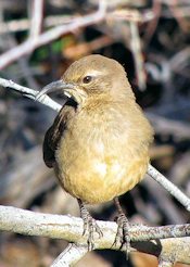 California Thrasher