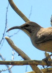 California Thrasher