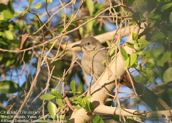 Crissal Thrasher