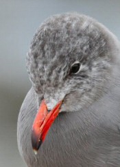 Heerman's Gull