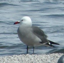 Heerman's Gull