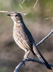 Sage Thrasher