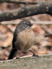 Wrentit