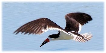 black skimmer