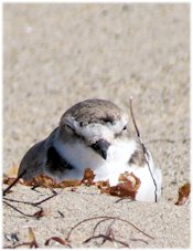 Snowy Plover