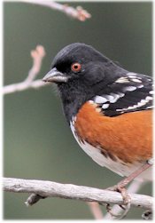Spotted Towhee