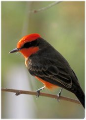 Vermilion Flycatcher