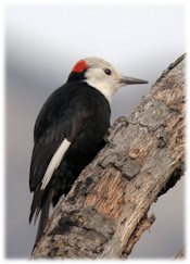 White-headed Woodpecker