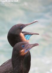 Brandt's Cormorant