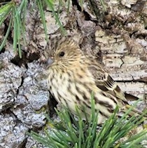 Pine Siskin