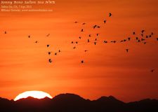 Salton Sea sunrise