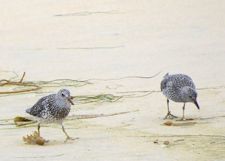 Surfbirds