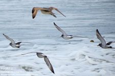 surfbirds