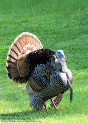 Wild Turkey