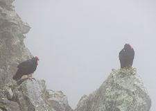 Turkey Vultures