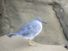 wandering tattler