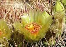 barrel cactus