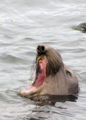 Elephant Seal