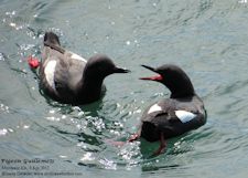 pigeon guillemot