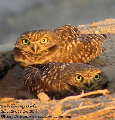 burrowing owl