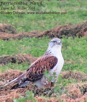 Ferruginous Hawk