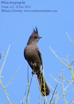 Phainopepla