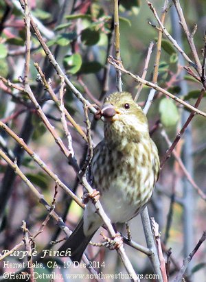 cactus wren