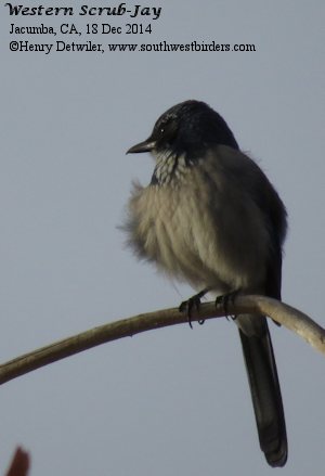 Western Scrub-Jay