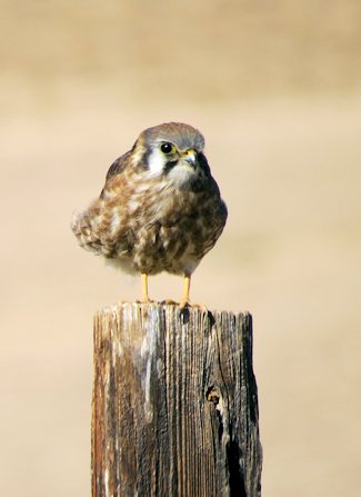 American Kestrel