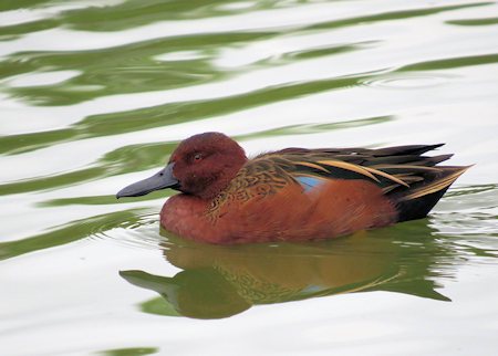 Cinnamon Teal