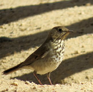 Hermit Thrush